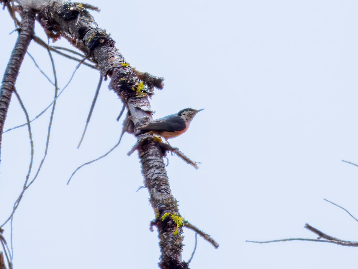 rustspettmeis - ML620616206