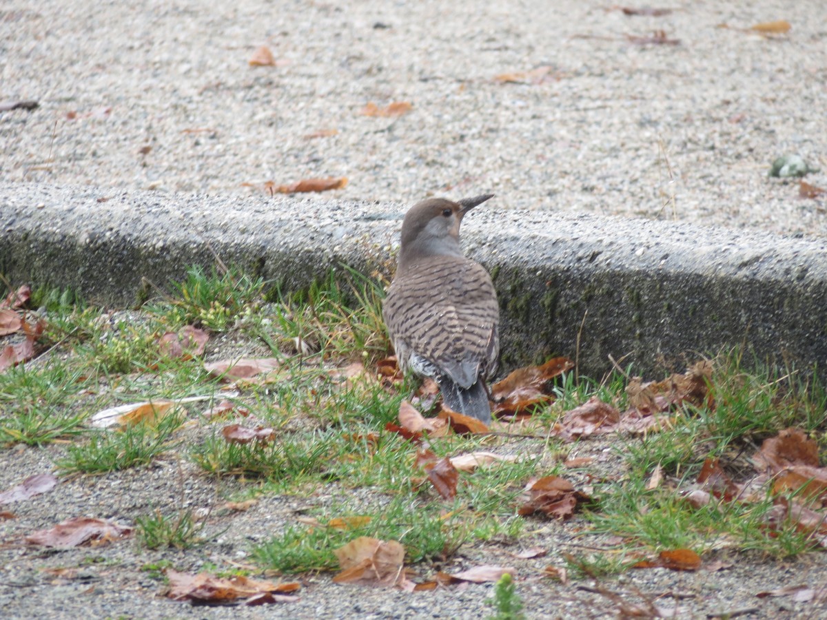 Northern Flicker - ML620616208