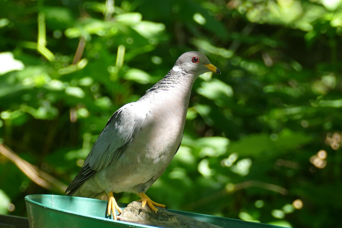 Pigeon à queue barrée - ML620616209