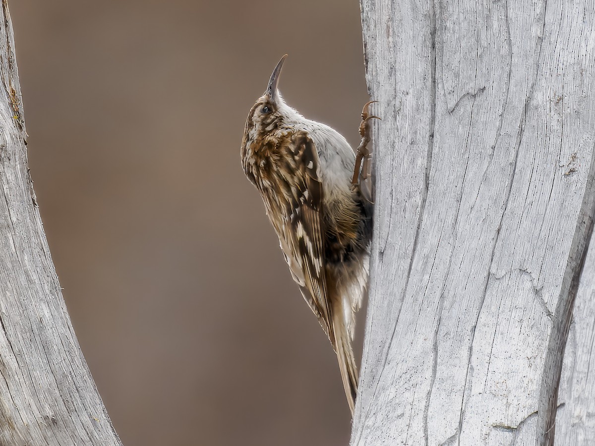 Brown Creeper - ML620616212