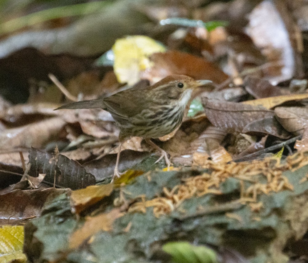 Puff-throated Babbler - ML620616213