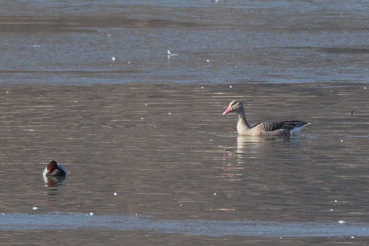 Graylag Goose - ML620616215