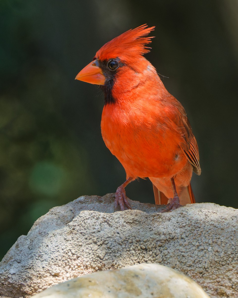 Northern Cardinal - ML620616216