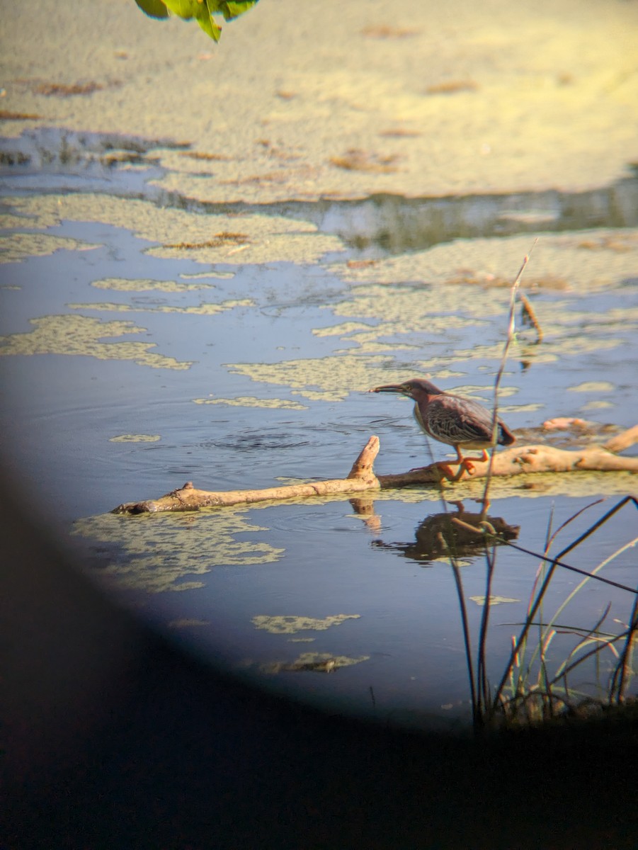 Green Heron - ML620616217