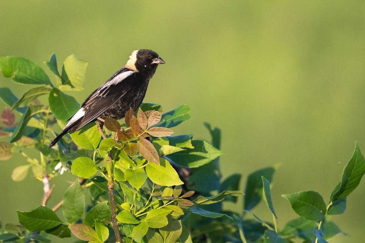 Bobolink - ML620616225