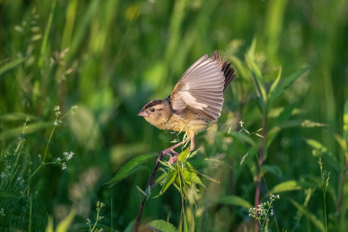 bobolink - ML620616226