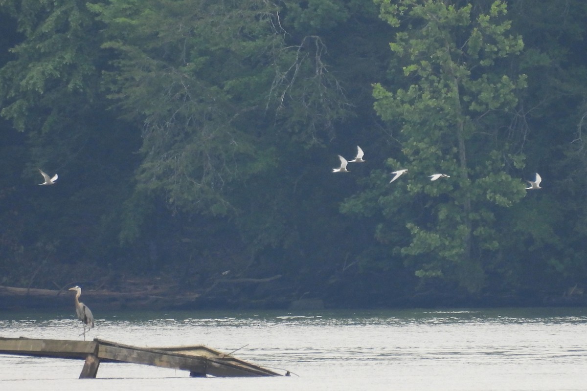 Common Tern - ML620616227