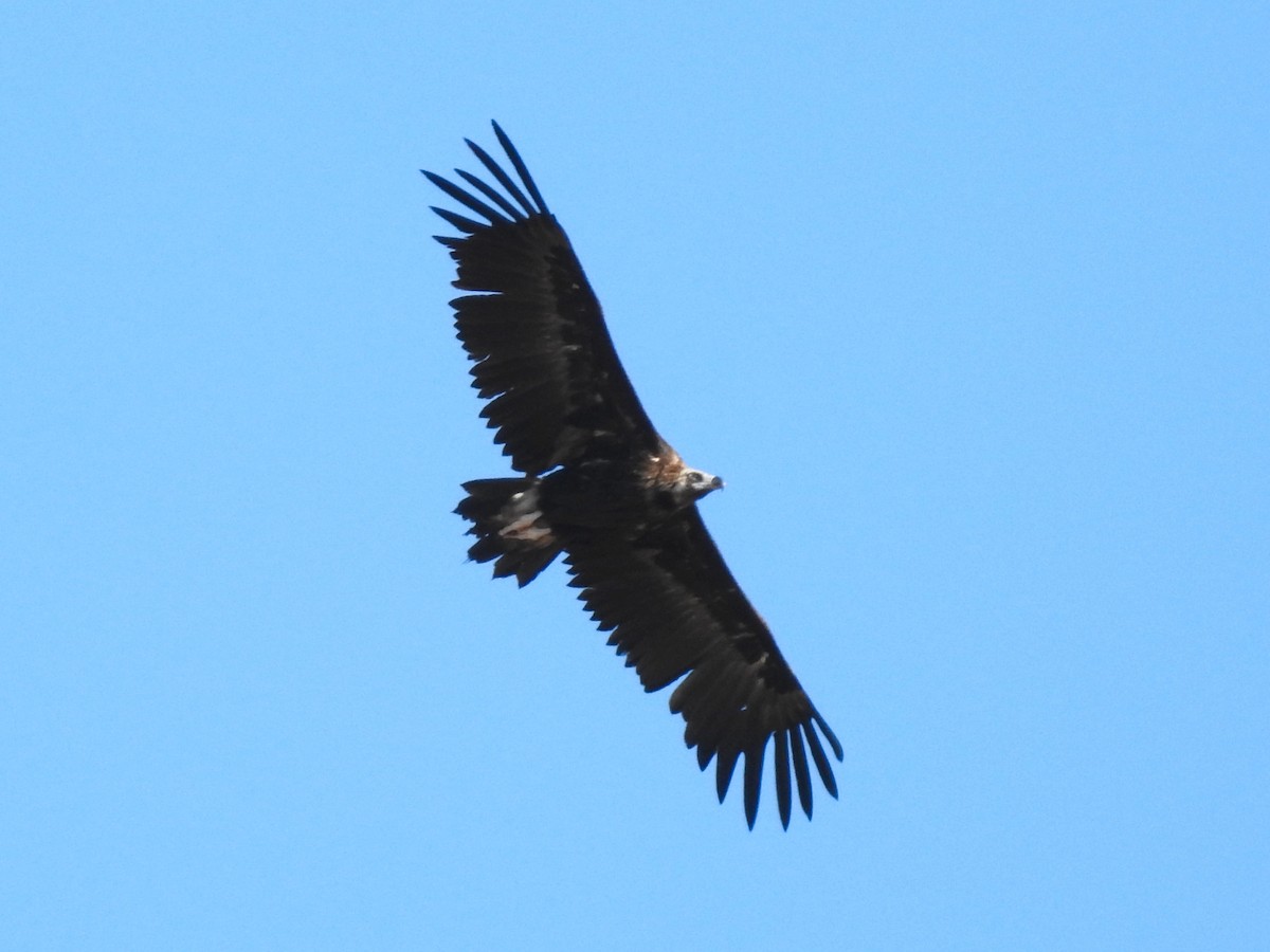 Cinereous Vulture - ML620616228