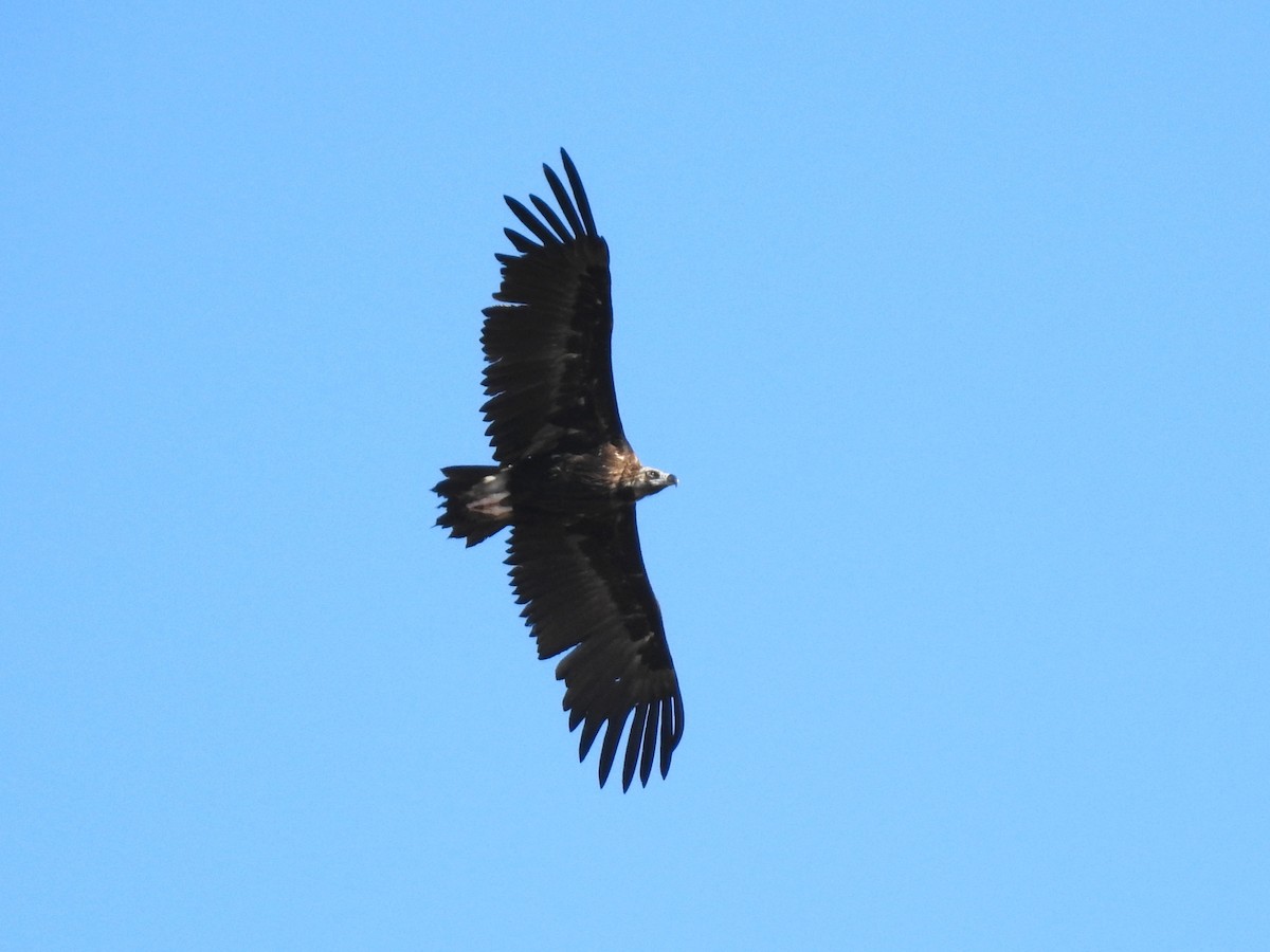 Cinereous Vulture - ML620616229