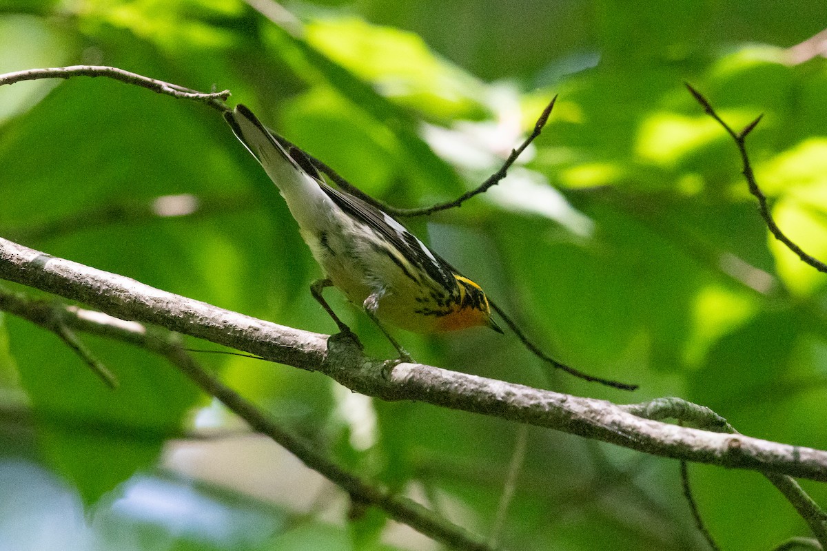 Blackburnian Warbler - ML620616230