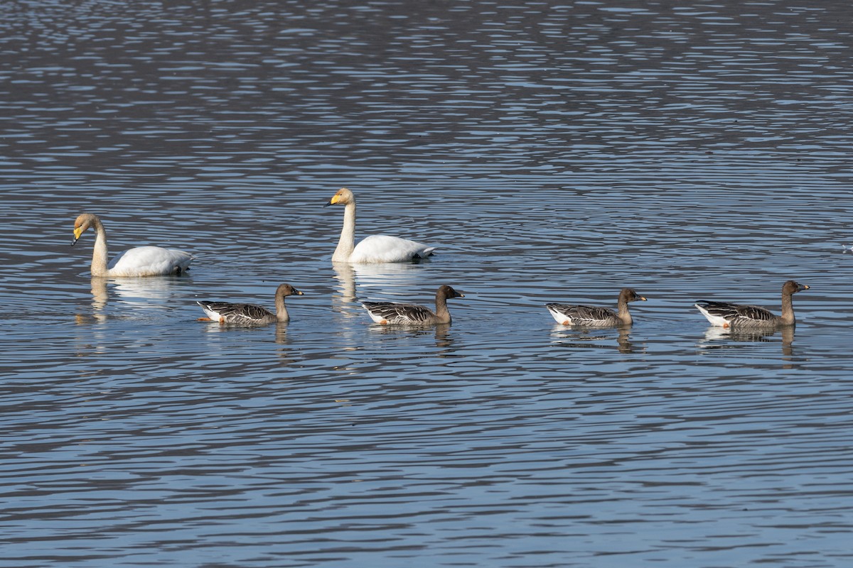 Whooper Swan - ML620616231