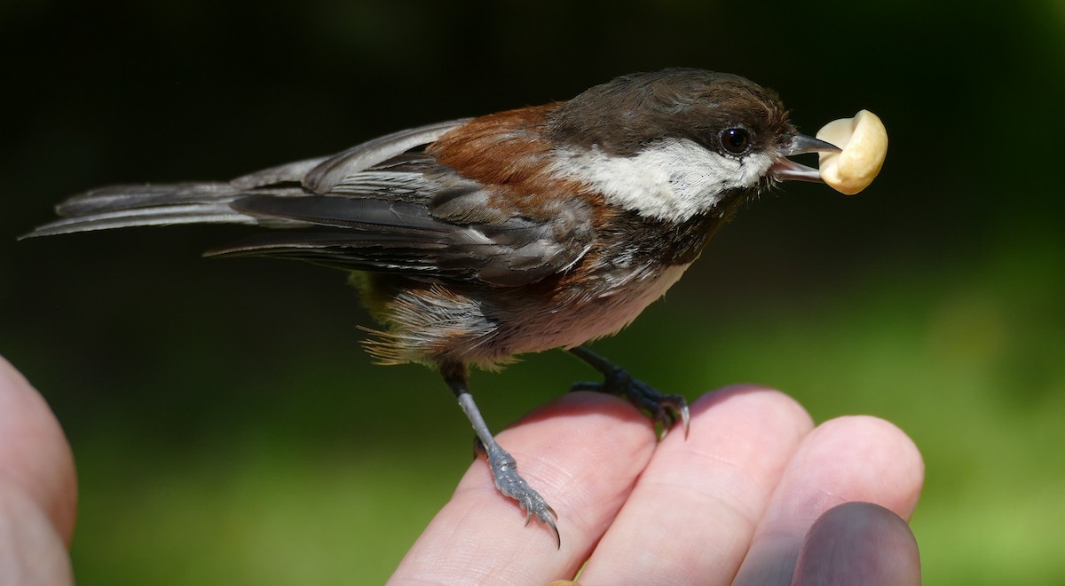 Mésange à dos marron - ML620616233