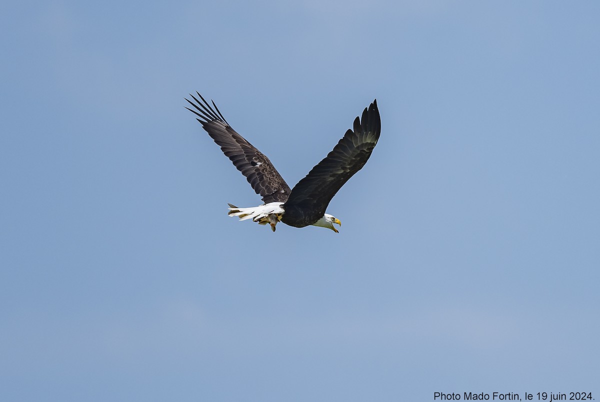 Bald Eagle - ML620616234