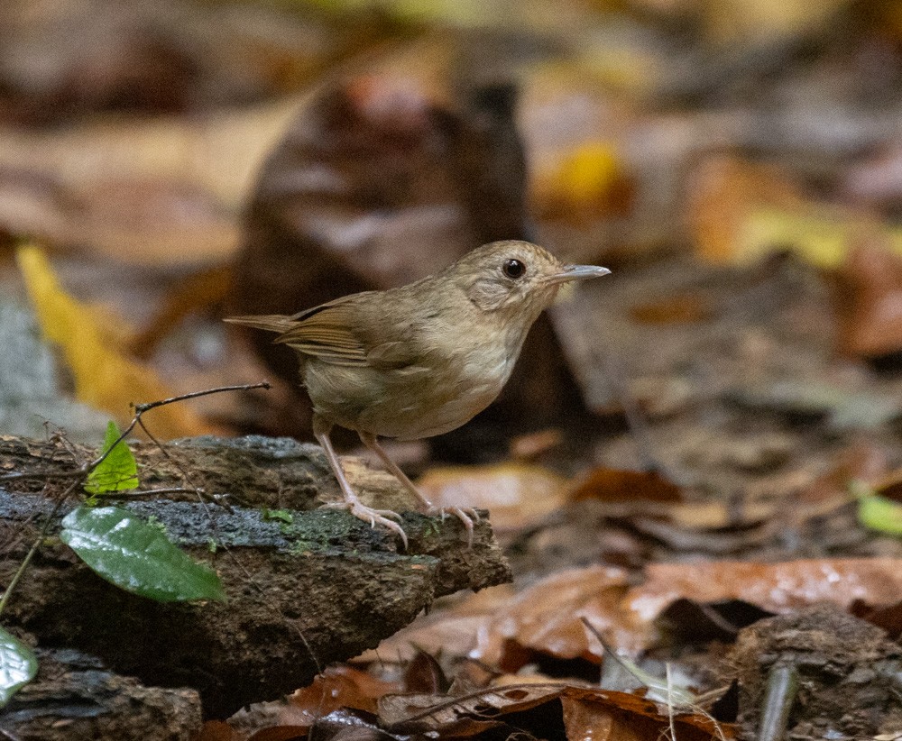 Buff-breasted Babbler - ML620616236