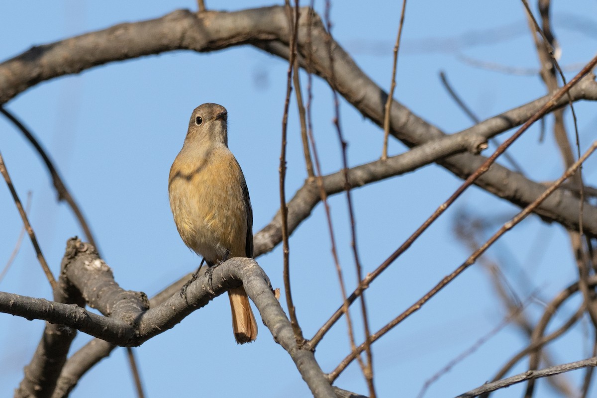 Daurian Redstart - ML620616237