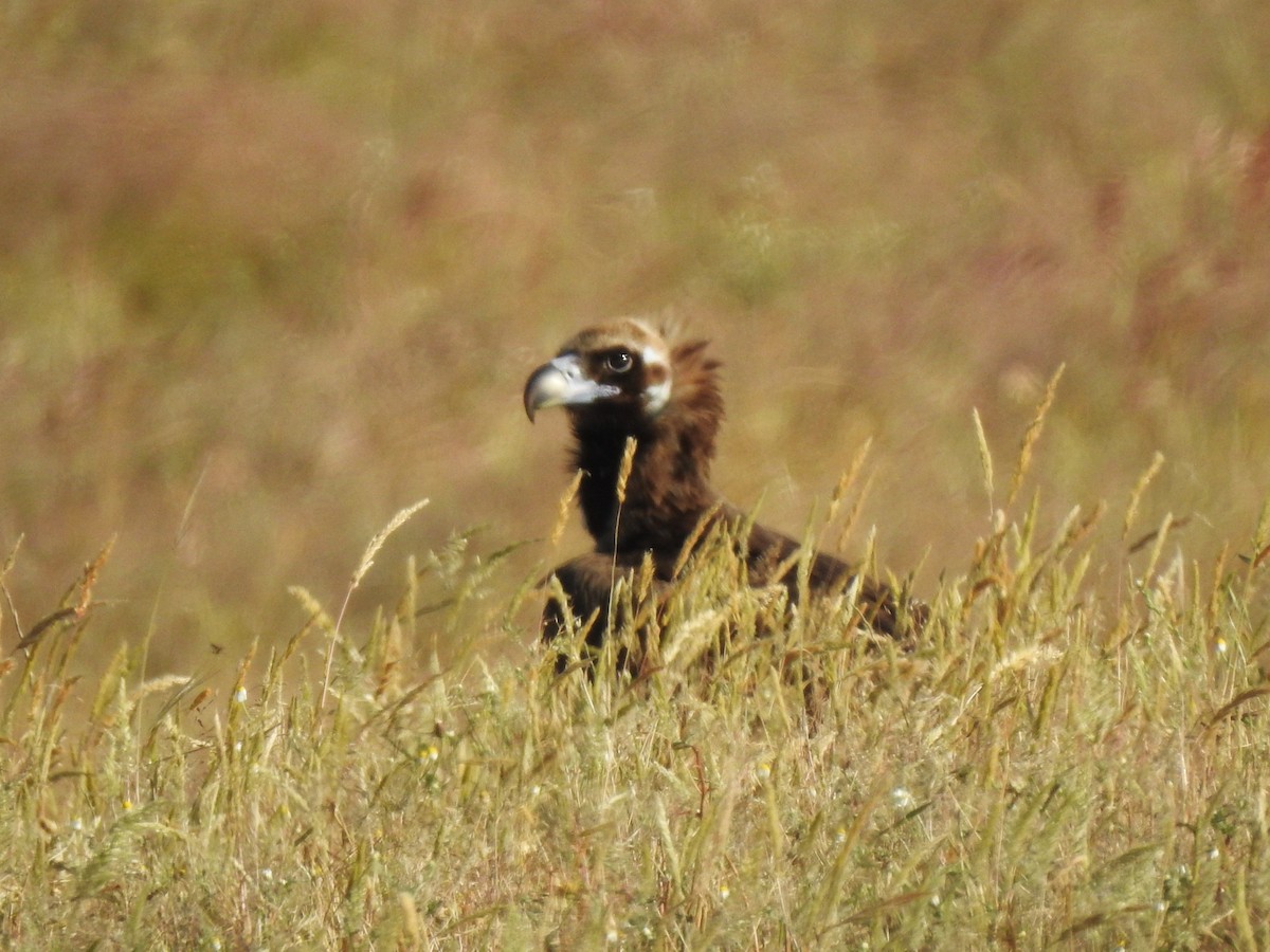 Cinereous Vulture - ML620616239