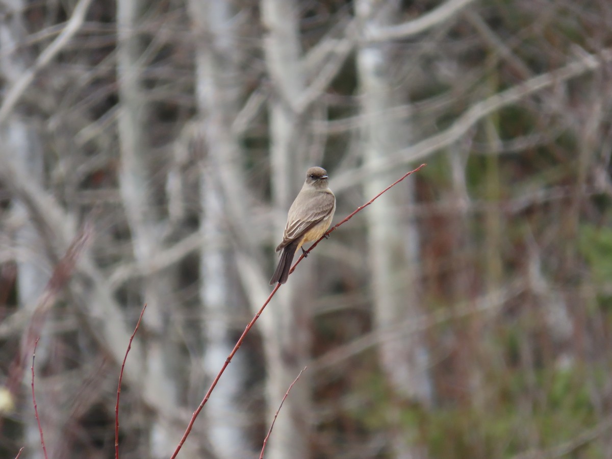 Say's Phoebe - ML620616240