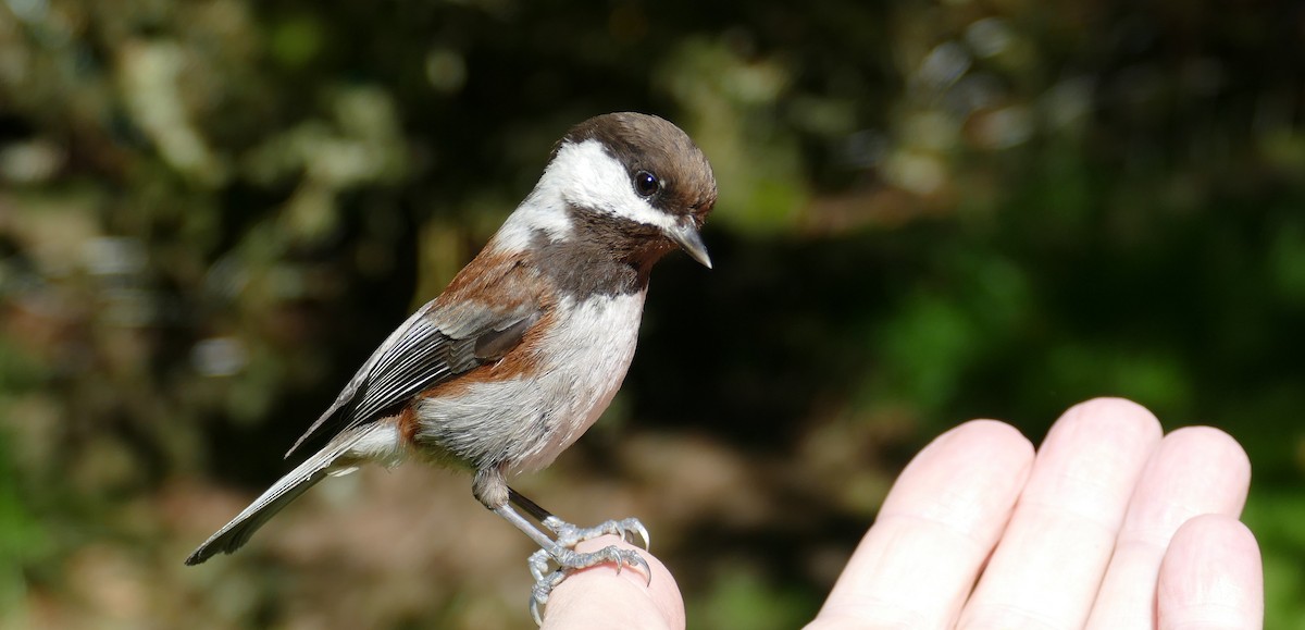 Mésange à dos marron - ML620616243