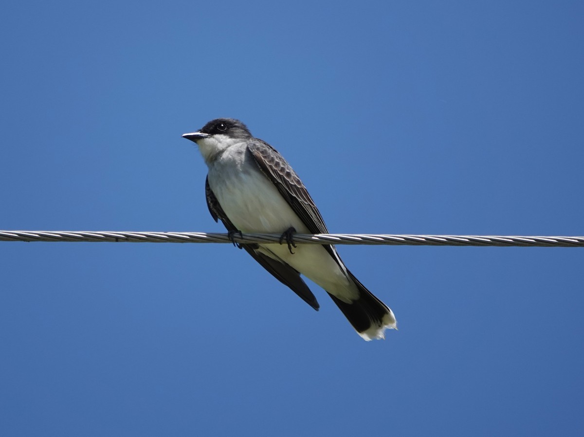 Eastern Kingbird - Jenny Vogt