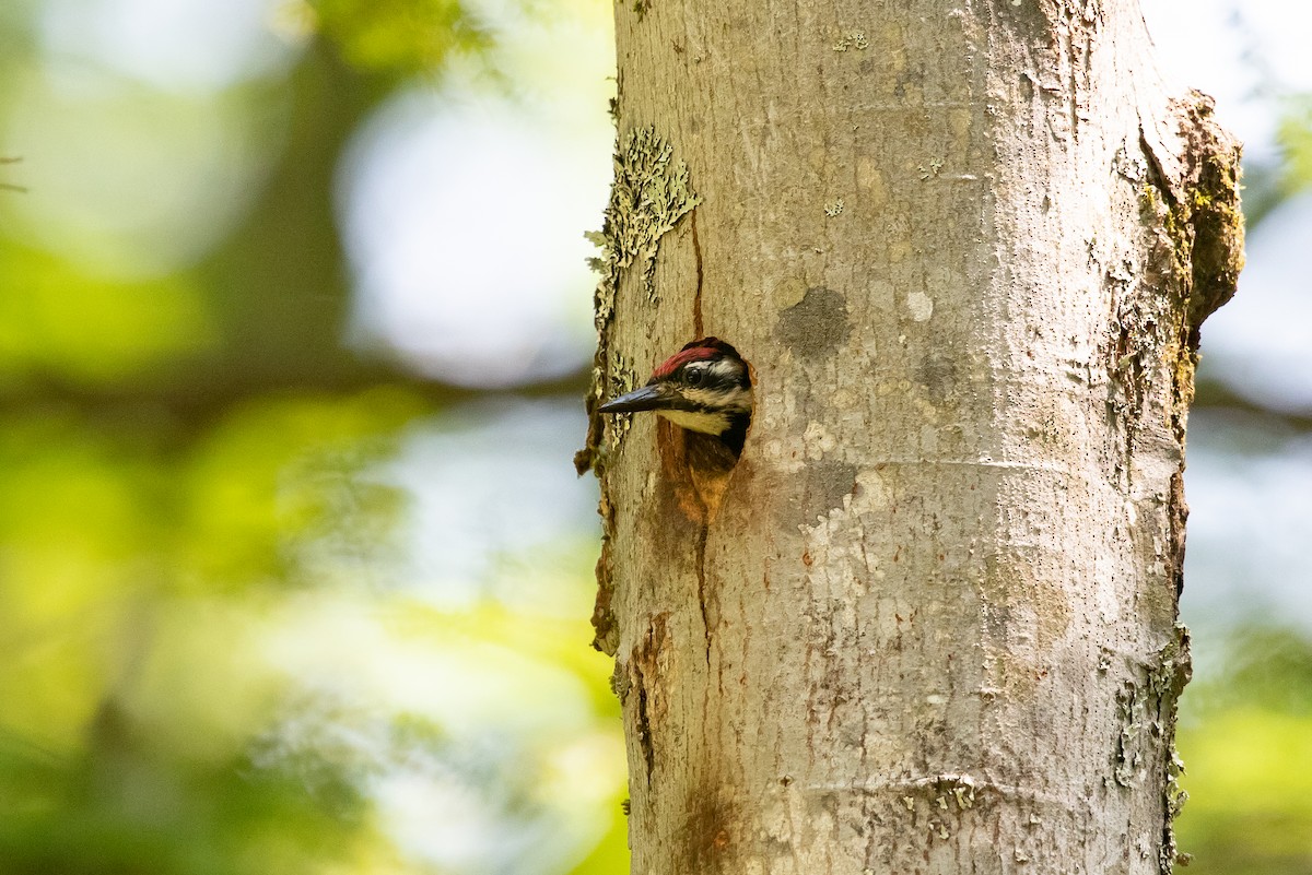 Yellow-bellied Sapsucker - ML620616245