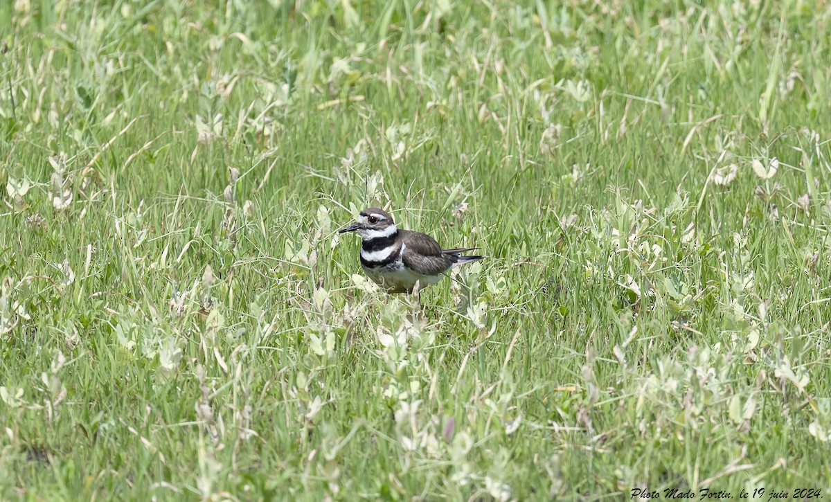 Killdeer - ML620616246