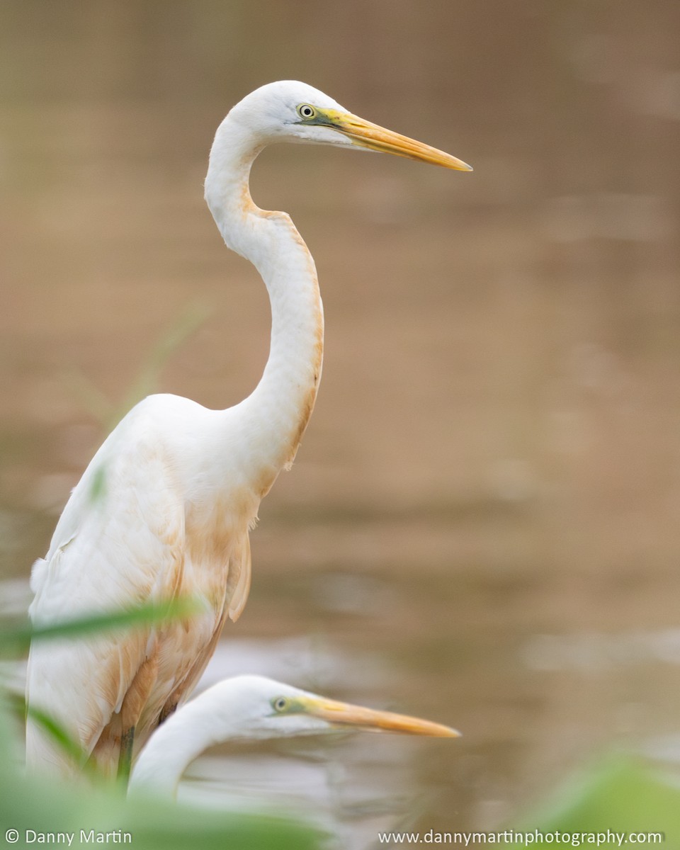 Great Egret - ML620616249