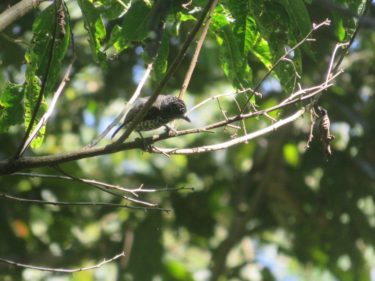 Ocellated Piculet - ML620616250