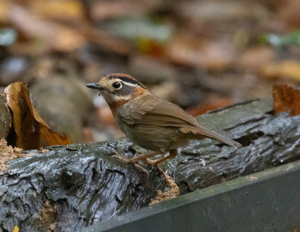 Rufous-throated Fulvetta - Lindy Fung