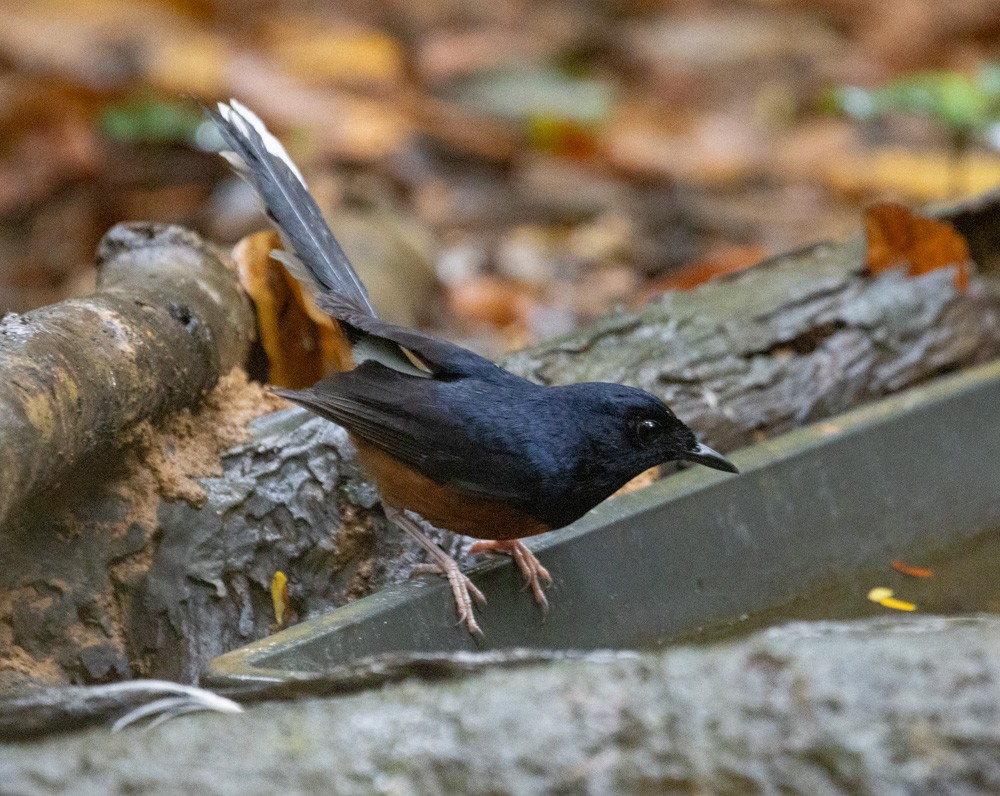 White-rumped Shama - ML620616253