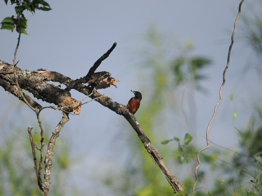 Orchard Oriole - ML620616255