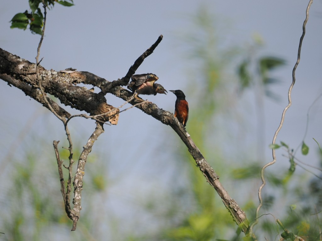 Orchard Oriole - ML620616257