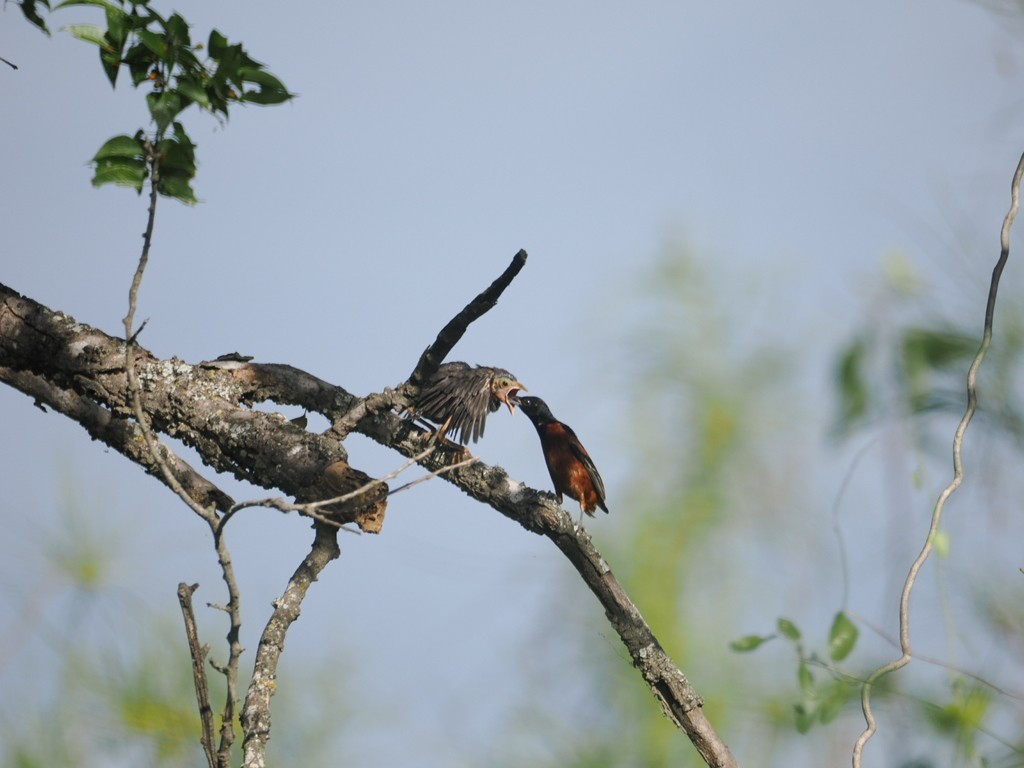 Orchard Oriole - ML620616258