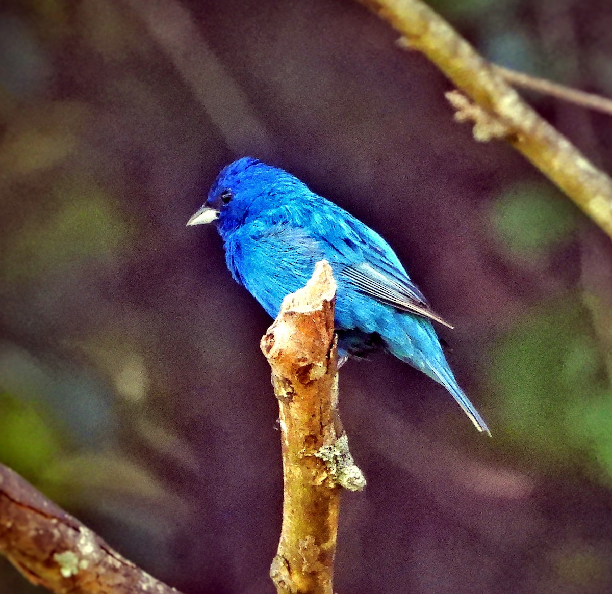 Indigo Bunting - ML620616262