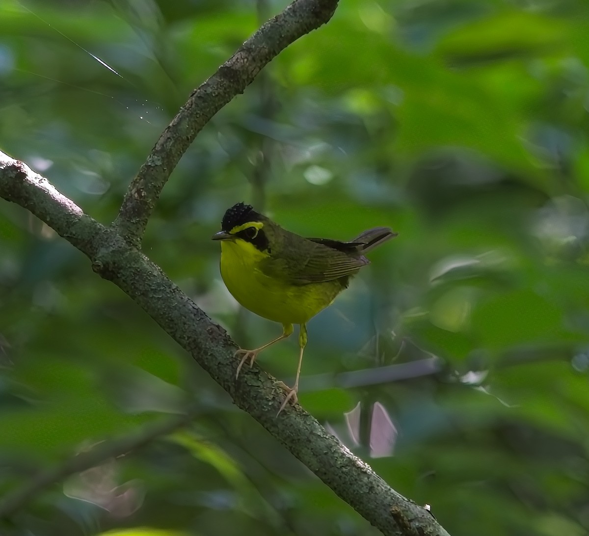 Kentucky Warbler - ML620616263