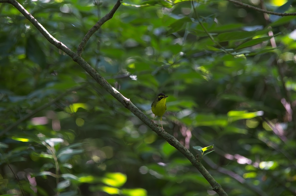 Kentucky Warbler - ML620616265