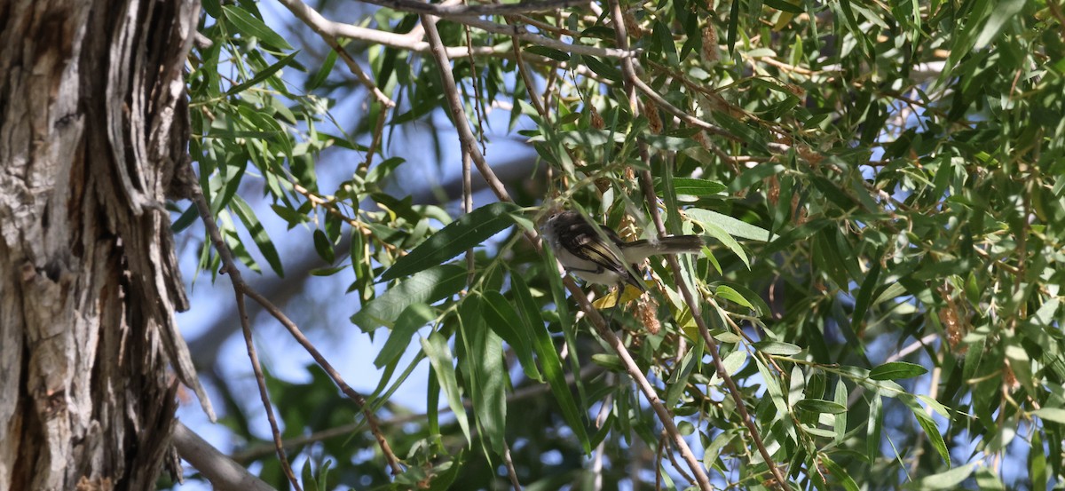 Blue-gray Gnatcatcher - ML620616270