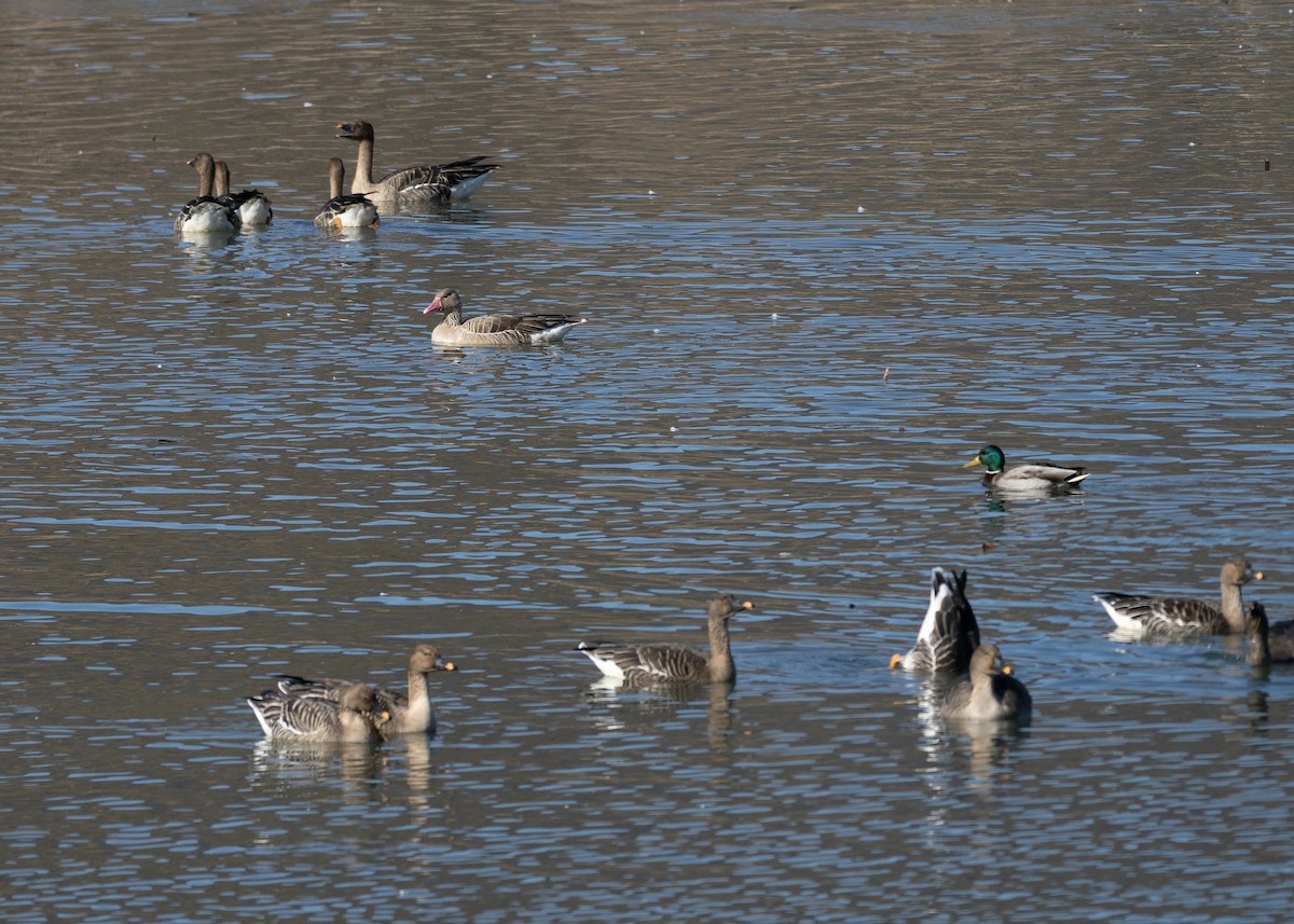 Taiga/Tundra Bean-Goose - ML620616274