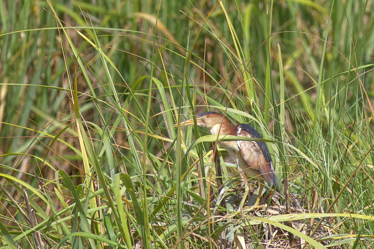 Least Bittern - ML620616281