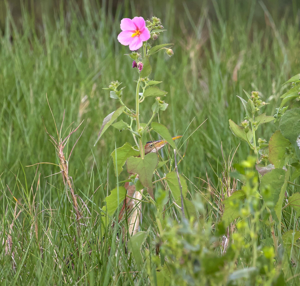 Least Bittern - ML620616282