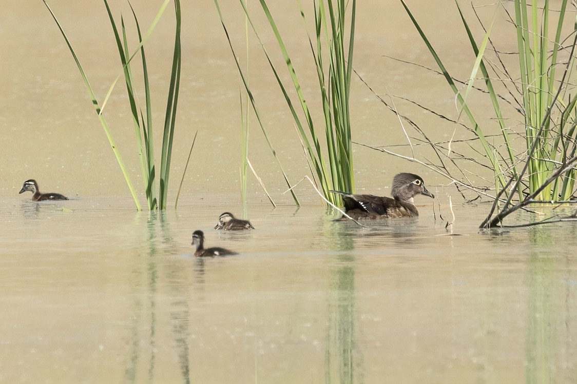 Wood Duck - ML620616283