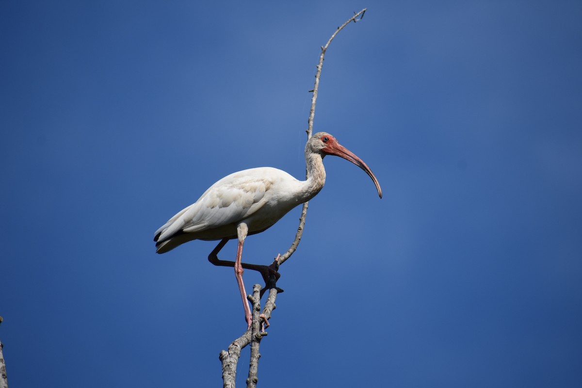 ibis bílý - ML620616285