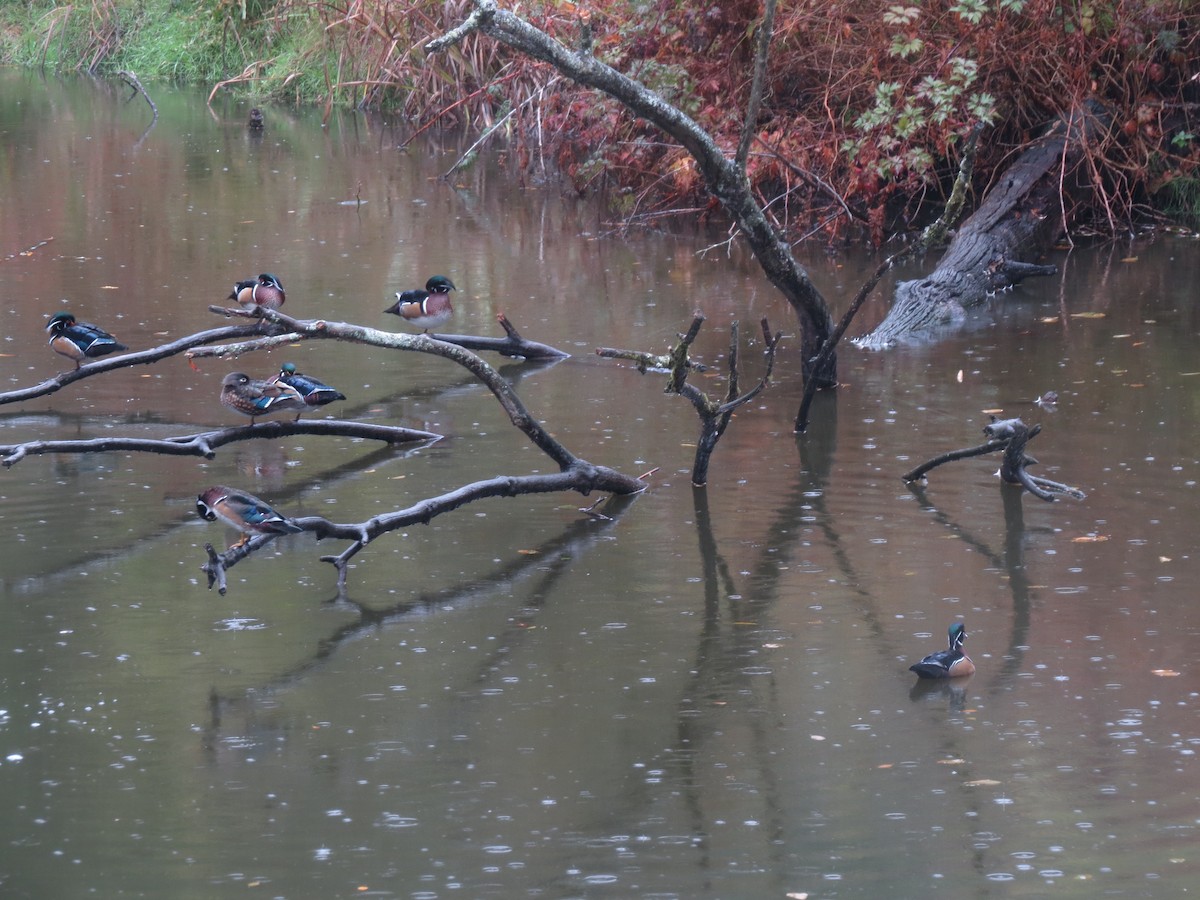 Wood Duck - ML620616292