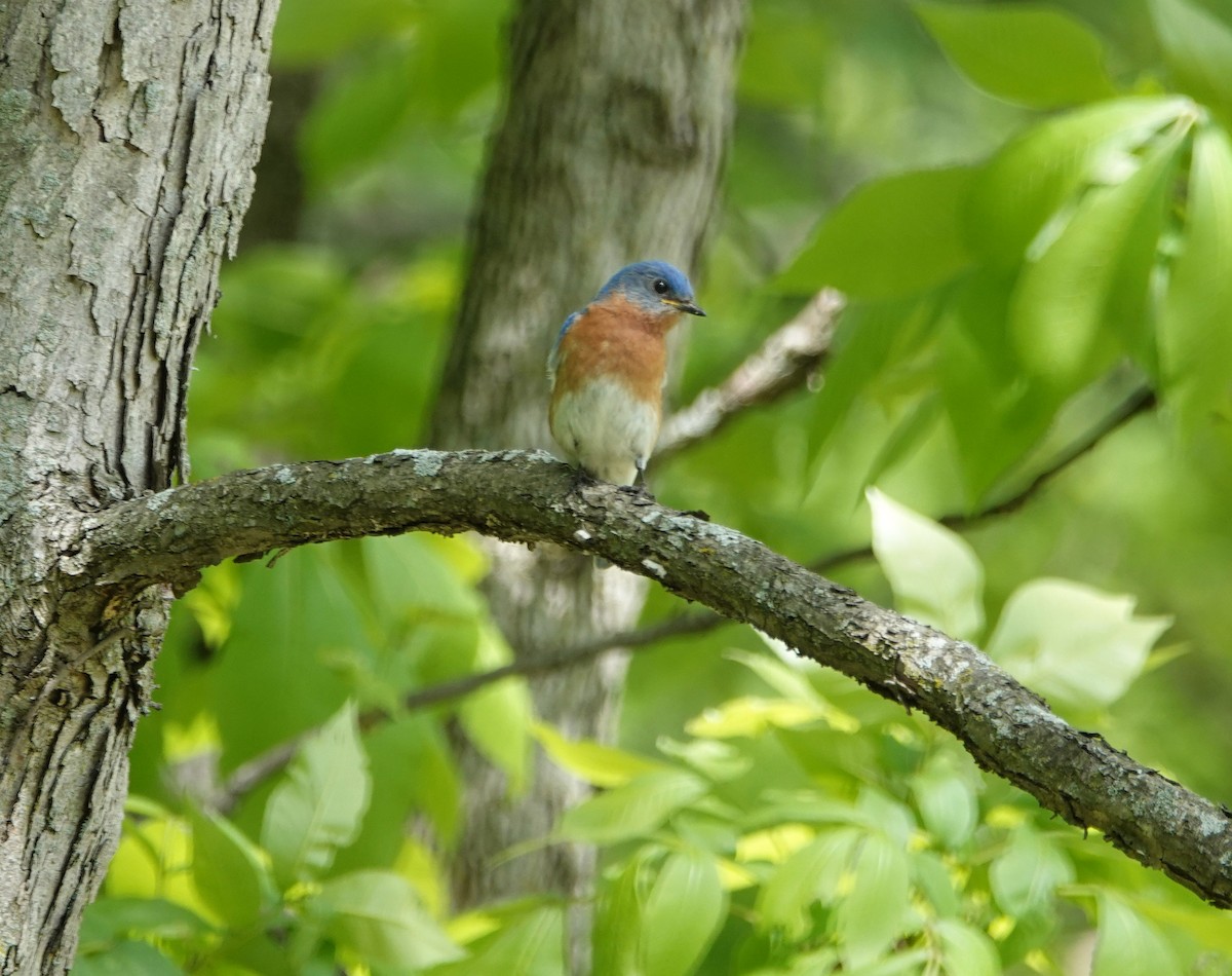 Eastern Bluebird - ML620616293