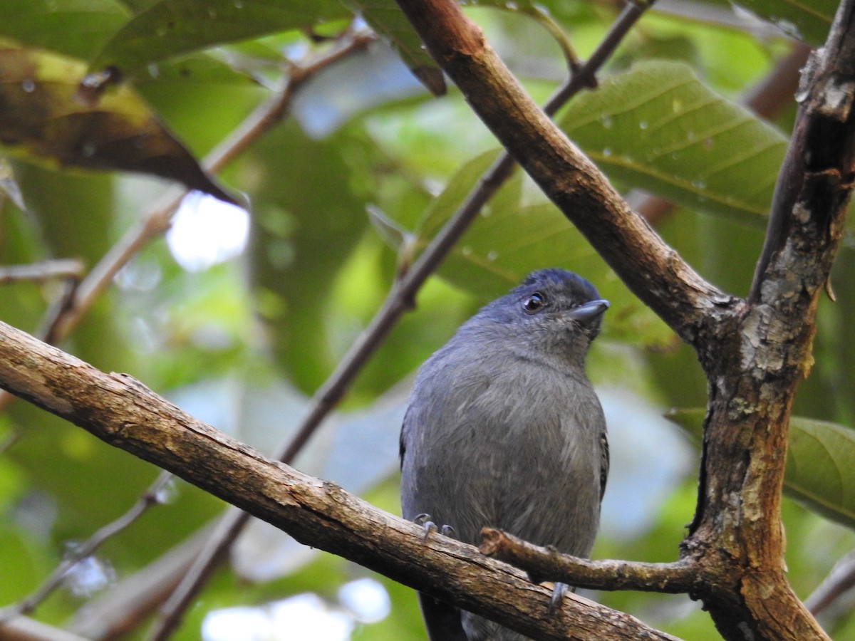 Variable Antshrike - Reinaldo Gibin Nardo