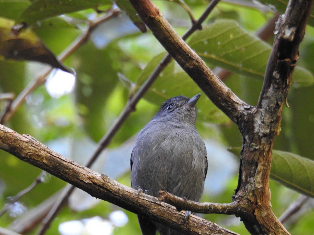 Variable Antshrike - ML620616297