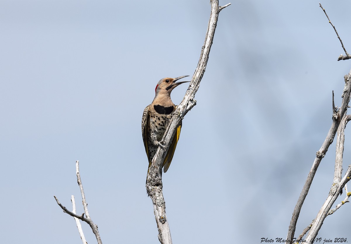 Northern Flicker - ML620616298