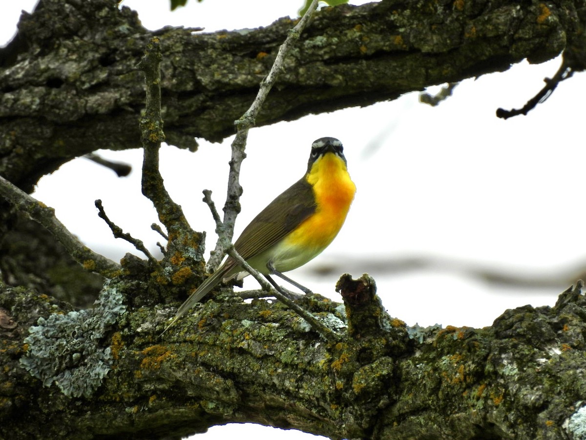 Yellow-breasted Chat - ML620616300