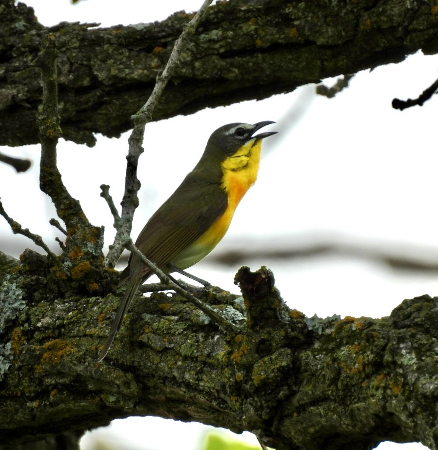 Yellow-breasted Chat - ML620616301
