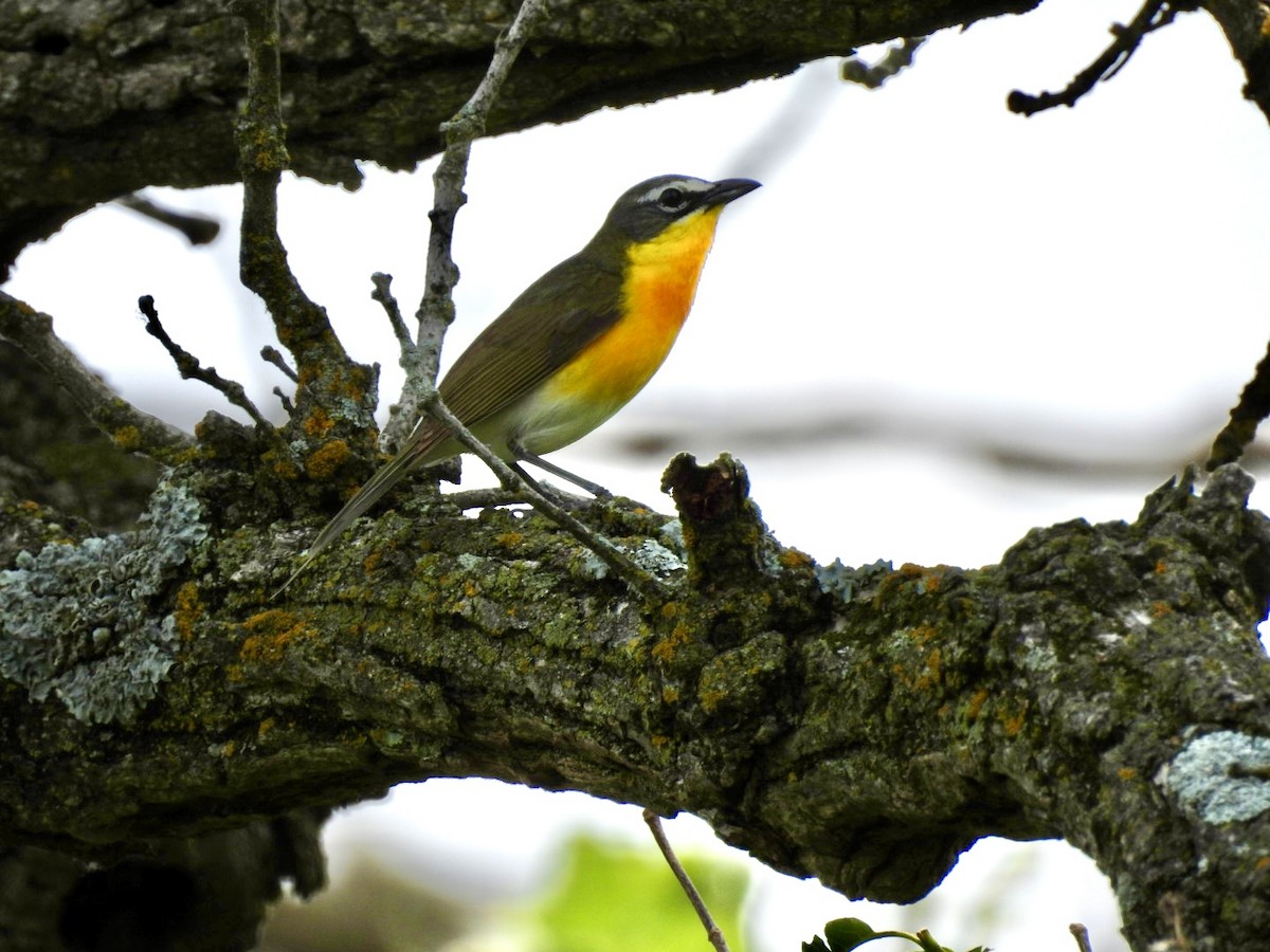 Yellow-breasted Chat - ML620616302