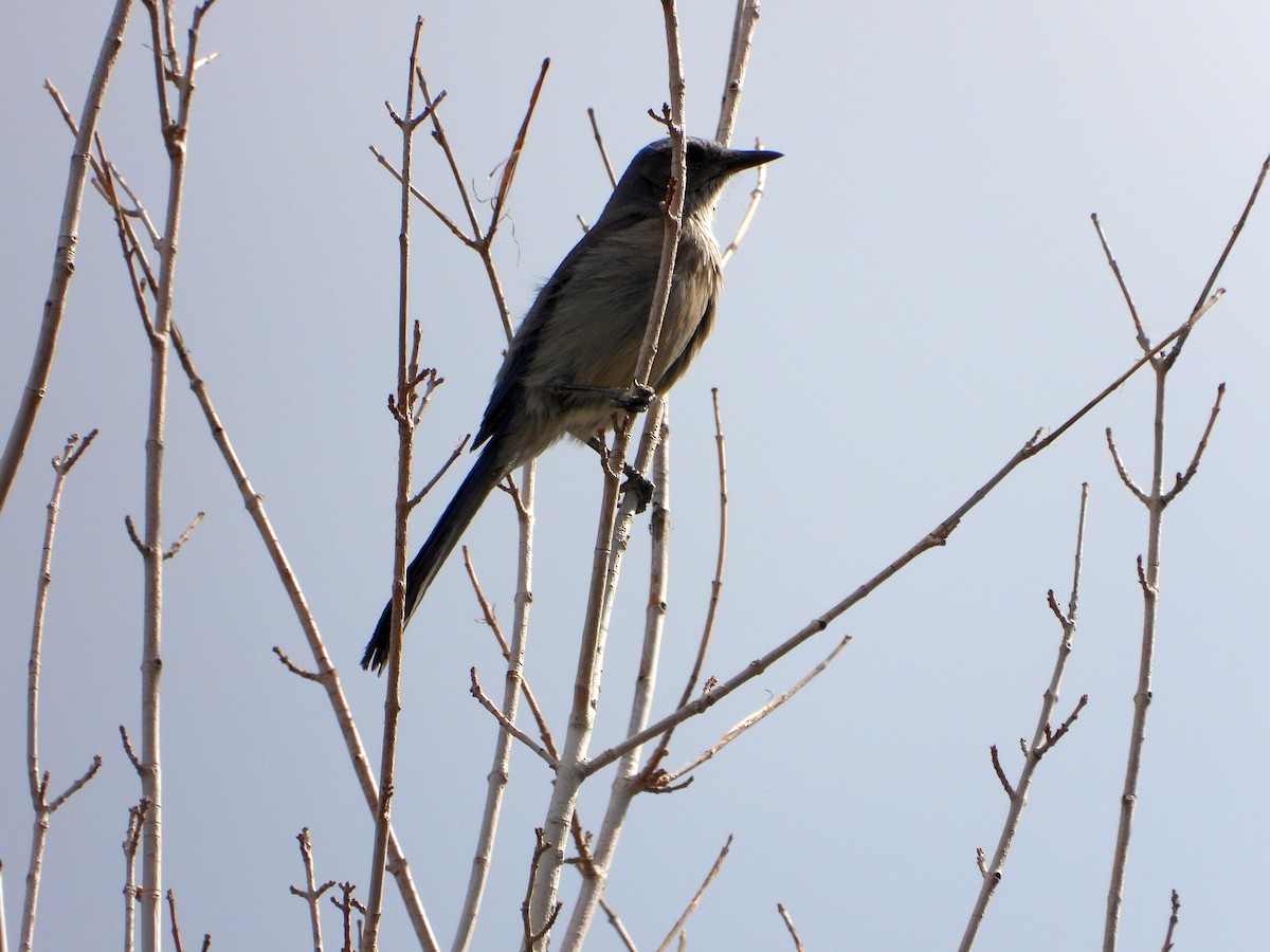 Woodhouse's Scrub-Jay - ML620616303